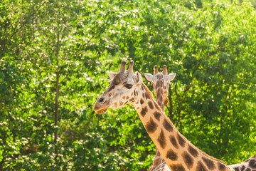 Close up portrait of giraffe