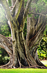 Fototapeta premium alter Baum