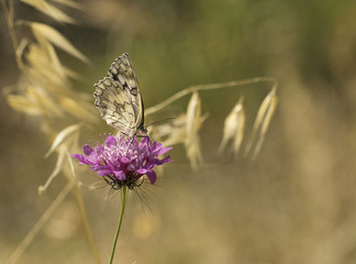 butterfly on purple wild flower in the summer