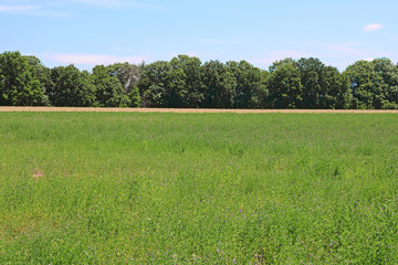 View of green lucerne field under blue sky