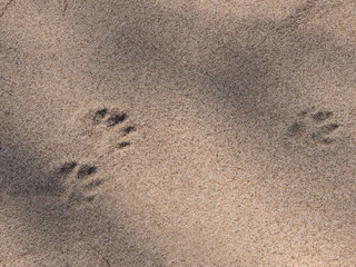 Fototapeta na wymiar Traces of cat feet on the sand