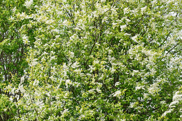 Fototapeta na wymiar Abstract natural background from Prunus padus