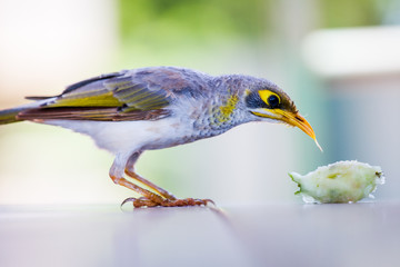Un Oiseau mange une pomme