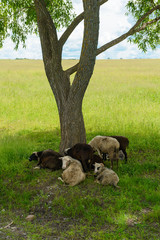 A group of sheep resting under the shadow of a tree