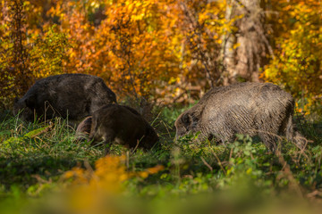 Wild boar sow in autumn