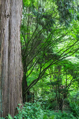 Redwood Tree in Green Forest