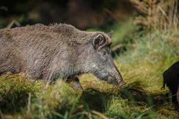 Wild boar in sedge grass