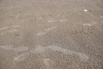 mud flat