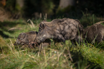 wild boar sounder in spring forest