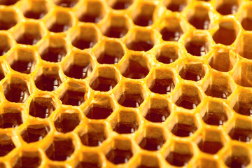 Organic honey in comb - close up shot