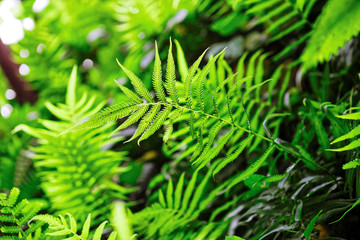 Fern shrubs in rainforest - Pteridium aquilinum