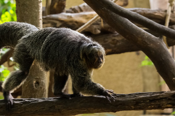 Weisskopfsaki Äffchen