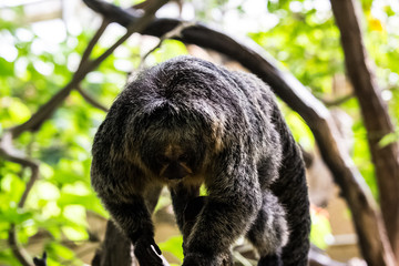 Weisskopfsaki Äffchen