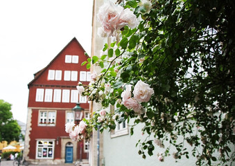 Old city, Germany,street, white flowers