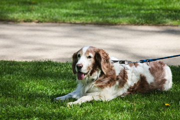 Dog on the walk with copy space