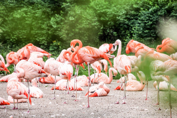a flock of pink flamingos on green background
