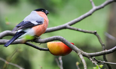 Bullfinch on the brunch with a piece of apple 