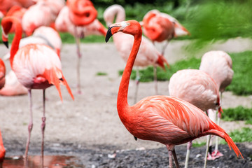 Fototapeta na wymiar a flock of pink flamingos on green background - 2