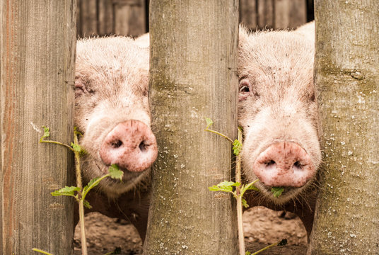 Two waggish pigs look through a fence