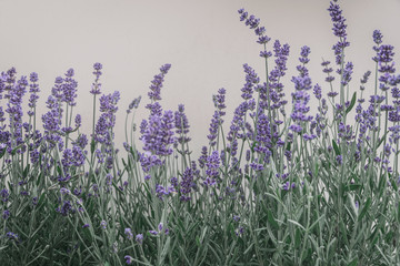 Lavendel
