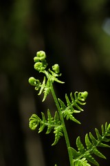 Green fern on a dark background.