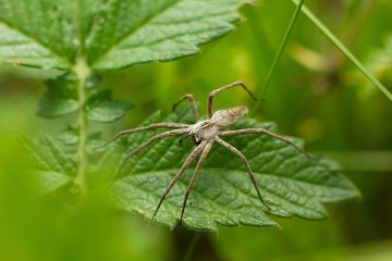 Spider on grass.