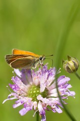 Buttrfly on flower.