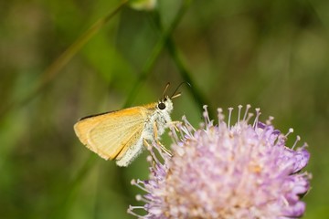 Butterfly on flower.