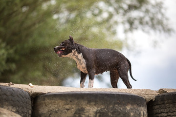 American Staffordshire Terrier shaking off water
