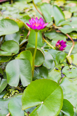 Beautiful pink waterlily or lotus flower