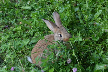 rabbits grazing the grass on the meadow