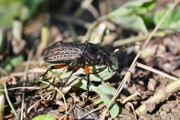 macro maybeetle bug on the grass