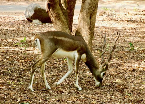 Blackbuck (antilope Cervicapra), Indian Antelope With Long Ringed Horns And White And Brown Fur In Guindy National Park At The Indian Institute Of Technology Madras Campus (Chennai, Tamil Nadu, India)