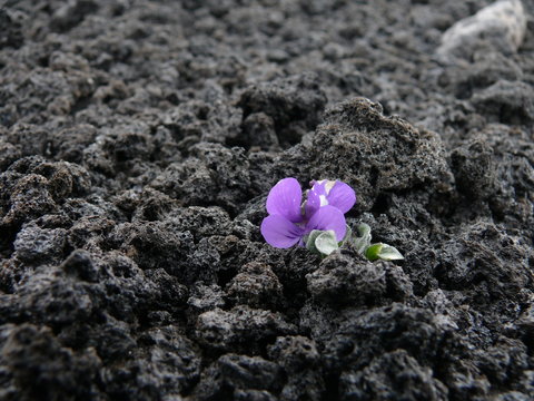 Lonely Flower In Lava Field On Mount Etna