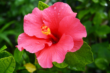 Hibiscus flower in close up with the leaf background. - obrazy, fototapety, plakaty