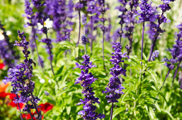 flowers in garden