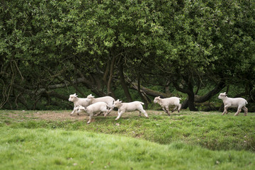 Beautiful young Spring lambs playing in English countryside landscape