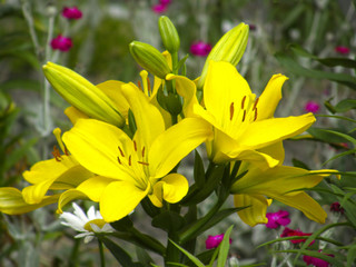 Lilies. Summer flowers.