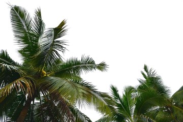 Fototapeta na wymiar Leaves of coconut tree isolated on white background