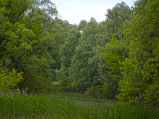 Beautiful forest lake.