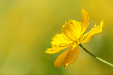 Fototapeta na wymiar Yellow cosmos flower
