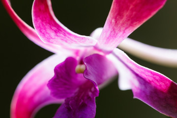 flower of pink orchid on a black background