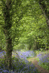 Shallow depth of field landscape of vibrant bluebell woods in Spring