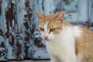 griechische katze