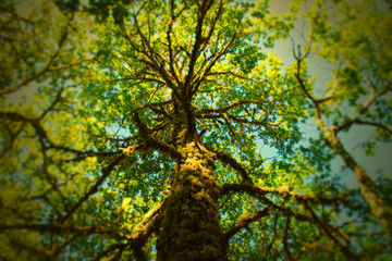 Fototapeta premium It is not only one tree