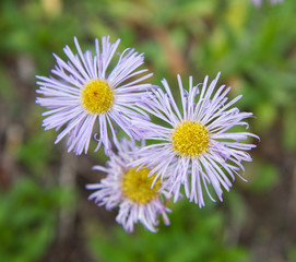 Erigeron flowers in close up