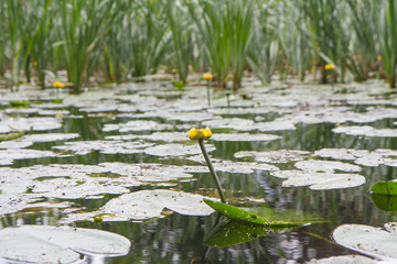Yellow water-lily (Nuphar lutea)
