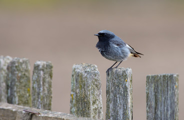Male Black Redstart with short tail feathers perched on an aged wooden fence