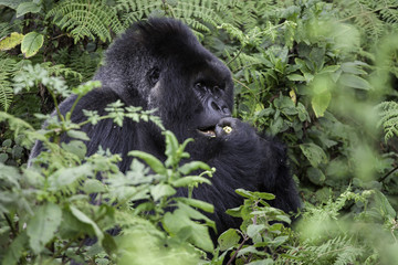 Gorilla eating in forest