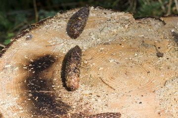 Sawn timber in the forest